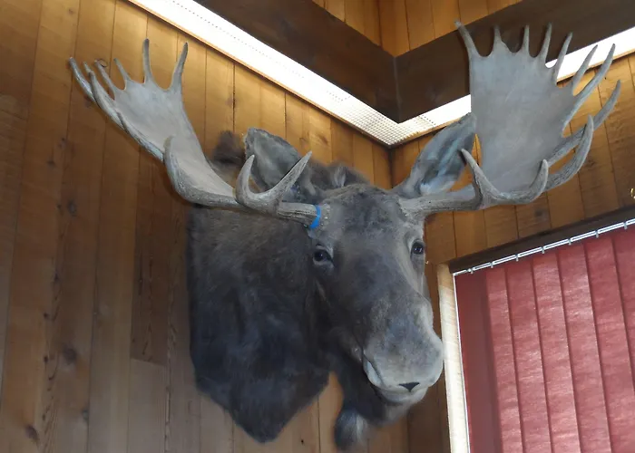 Motel Bear Sundance